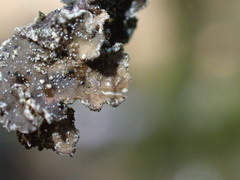 Pseudocyphellaria mallota