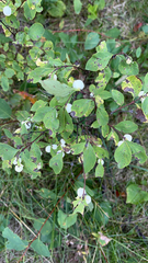 Symphoricarpos albus