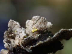 Pseudocyphellaria mallota