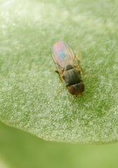 Chloropidae