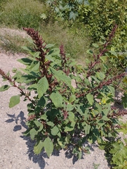 Amaranthus cruentus