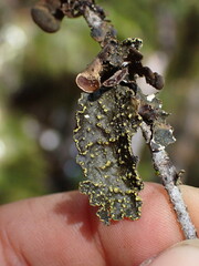 Pseudocyphellaria