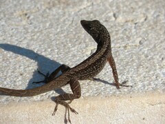 Anolis sagrei