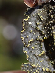 Pseudocyphellaria