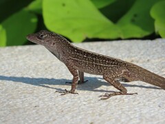 Anolis sagrei