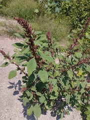 Amaranthus cruentus