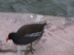 Gallinula chloropus