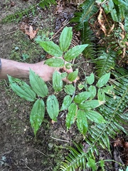 Prosartes hookeri