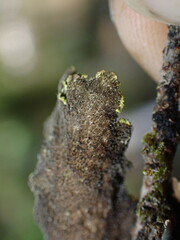 Pseudocyphellaria