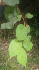 Actinidia setosa
