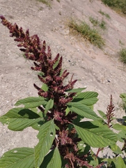 Amaranthus cruentus