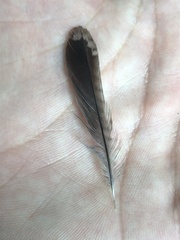 Troglodytes pacificus