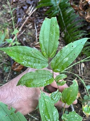 Prosartes hookeri