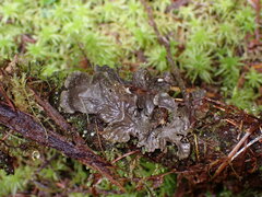 Peltigera membranacea