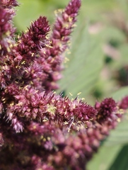 Amaranthus cruentus