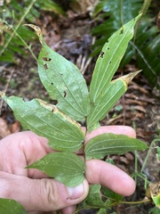 Prosartes hookeri