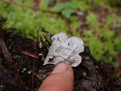 Peltigera membranacea
