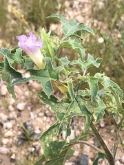 Datura quercifolia