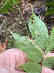 Prosartes hookeri