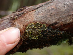 Pseudocyphellaria