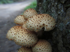 Pholiota squarrosoides