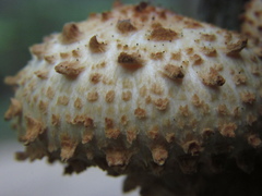 Pholiota squarrosoides