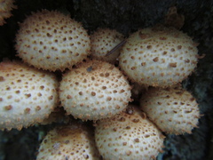 Pholiota squarrosoides