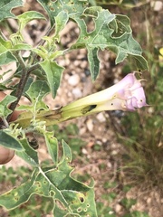 Datura quercifolia