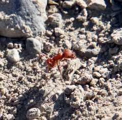 Pogonomyrmex occidentalis