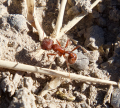Pogonomyrmex occidentalis