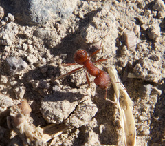 Pogonomyrmex occidentalis