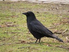 Corvus corone