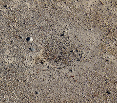 Pogonomyrmex occidentalis