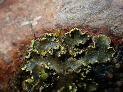 Pseudocyphellaria