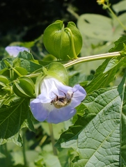 Nicandra physalodes