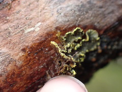 Pseudocyphellaria
