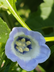 Nicandra physalodes