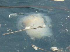 Phacellophora camtschatica