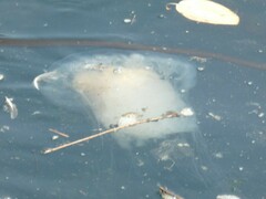 Phacellophora camtschatica