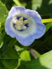 Nicandra physalodes