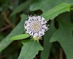 Melanthera nivea