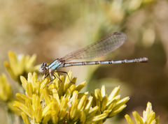 Argia alberta