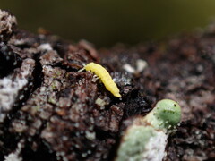 Onychiurinae