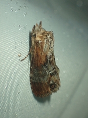 Dasylophia thyatiroides