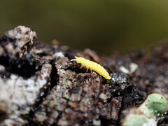 Onychiurinae