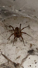 Tegenaria domestica