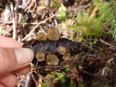 Ciboria rufofusca