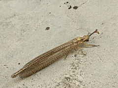 Brachynemurus