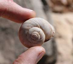 Dorcasia