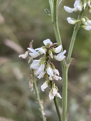 Melilotus albus